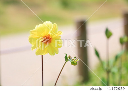 ダリアの花 41172029