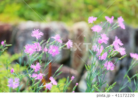 カワラナデシコの花 41172220