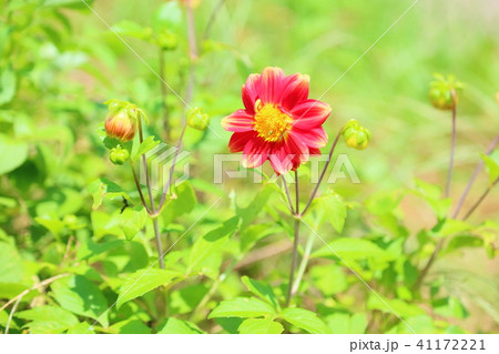 ダリアの花 41172221