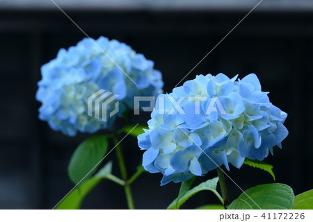 アジサイ 41172226
