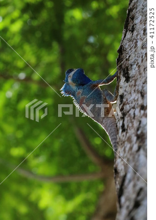 Indo-Chinese Forest Lizard on a tree in the garden 41172525