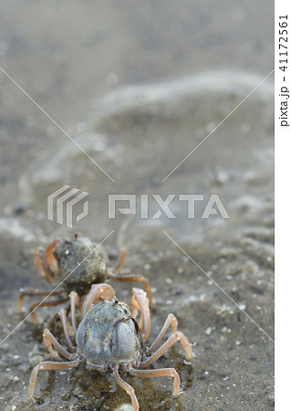 ミナミコメツキガニの行進 41172561