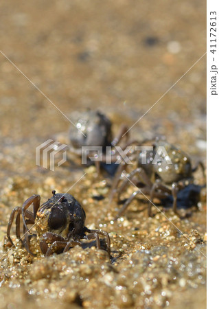 ミナミコメツキガニの行進 41172613