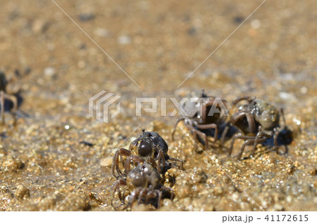 ミナミコメツキガニの行進 41172615