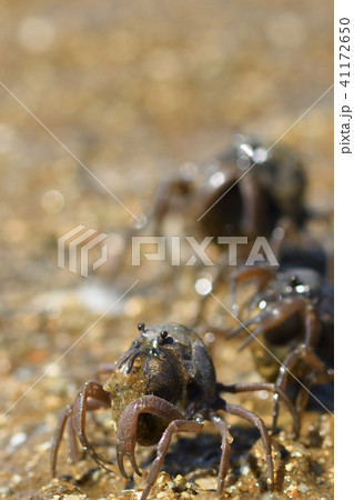ミナミコメツキガニの行進 ミナミコメツキガニの行進 41172650