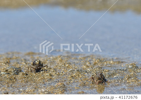 ミナミコメツキガニの行進 41172676