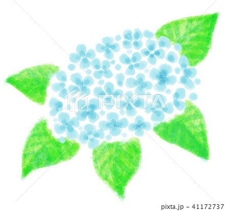 あじさい あじさい 41172737