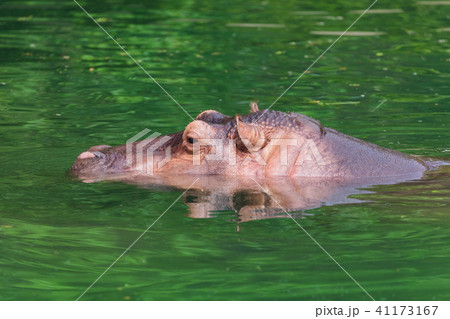 Hippo in water 41173167