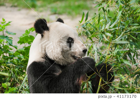Giant panda Giant panda 41173170