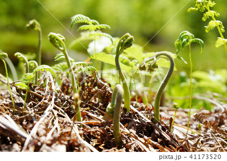 山麓の荒れ地に山菜のワラビ・・1 41173520