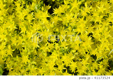 多肉植物の雑草セダムの花満開 1の写真素材