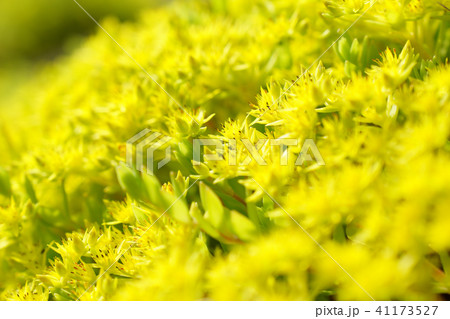 多肉植物の雑草セダムの花満開 4の写真素材
