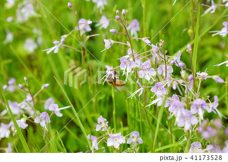 高山植物のミヤマクワガタの花に小さなセイヨウミツバチ 1の写真素材