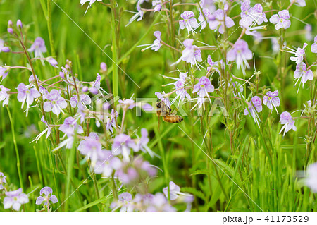 高山植物のミヤマクワガタの花に小さなセイヨウミツバチ 2の写真素材
