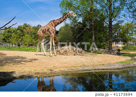 動物園のキリン005 動物園のキリン005 41173694