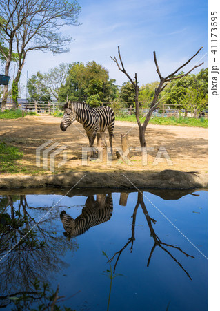動物園のシマウマ001 動物園のシマウマ001 41173695