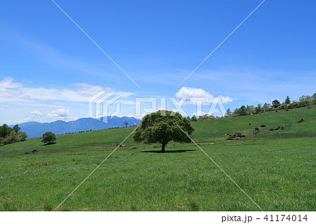 清里の八ヶ岳牧場 1本の木の写真素材