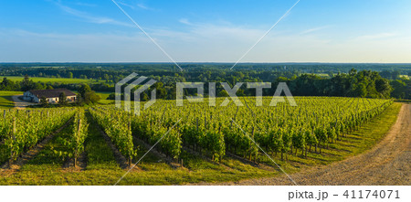 Vineyard Sunrise, Bordeaux Vineyard Vineyard Sunrise, Bordeaux Vineyard 41174071