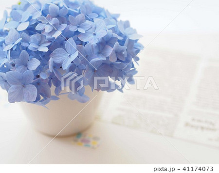 紫陽花を飾っての写真素材