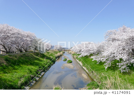 奈良県広陵町の桜並木 奈良県広陵町の桜並木 41174091