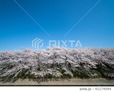 奈良県広陵町の桜並木 41174094