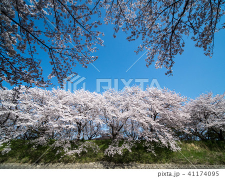 奈良県広陵町の桜並木 41174095