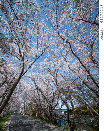 奈良県広陵町の桜並木 奈良県広陵町の桜並木 41174118