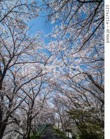 奈良県広陵町の桜並木 41174125