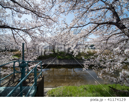 奈良県広陵町の桜並木 41174129
