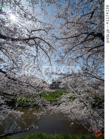 奈良県広陵町の桜並木 奈良県広陵町の桜並木 41174136