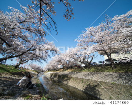 高田千本桜 高田千本桜 41174360