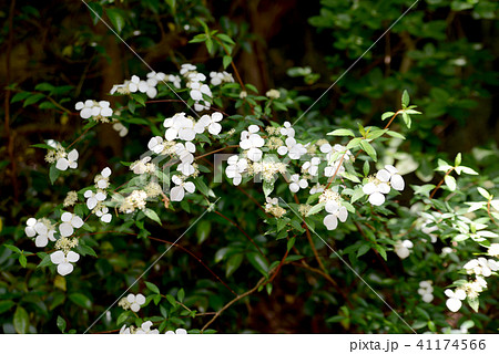 ガクウツギ 41174566