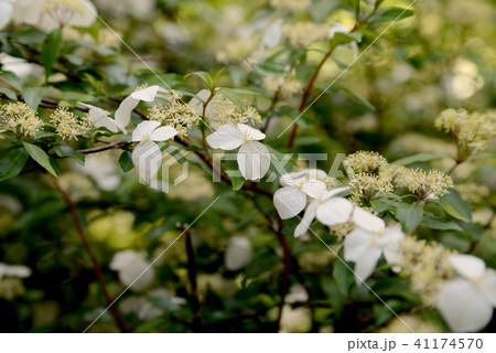ガクウツギ 41174570