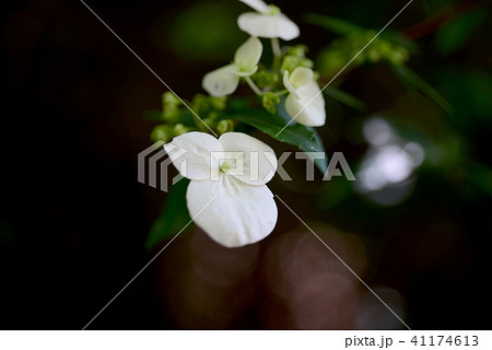 ガクウツギ ガクウツギ 41174613