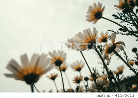 bunch of white daisy flowers seen from below bunch of white daisy flowers seen from below 41175013