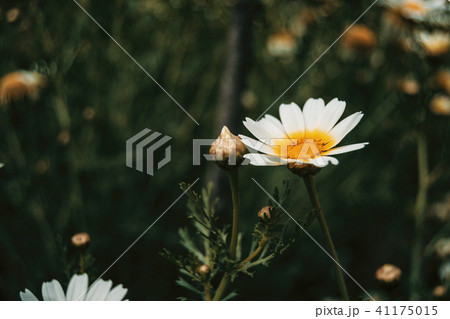 a single white daisy flower in the meadow a single white daisy flower in the meadow 41175015
