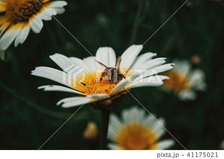 bee catching pollen from a white daisy bee catching pollen from a white daisy 41175021
