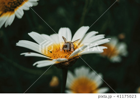 bee catching pollen from a white daisy bee catching pollen from a white daisy 41175023