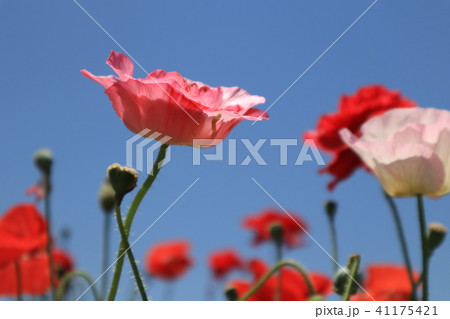 雛罌粟 昼咲月見草 アマポーラの写真素材