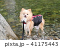 水が大好きなポメラニアン 41175443
