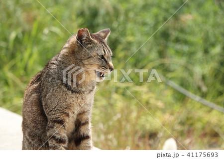 猫 ねこ ネコ 41175693