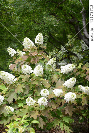 カシワバアジサイ 41175712