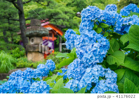 高幡不動尊の紫陽花 41176022