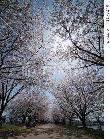 唐古・鍵遺跡史跡公園の桜 唐古・鍵遺跡史跡公園の桜 41176240