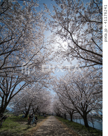唐古・鍵遺跡史跡公園の桜 41176241