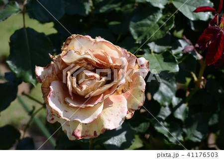 枯れても薔薇 枯れても薔薇 41176503