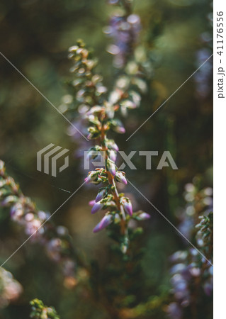 pink flowers of calluna vulgaris outdoors 41176556