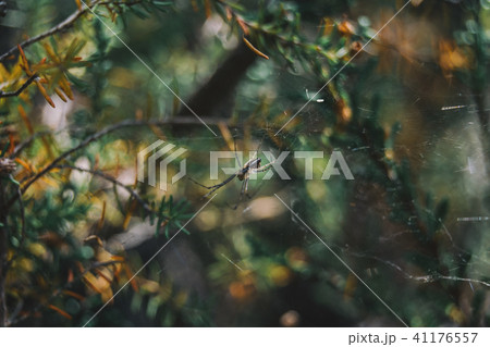 a spider among bushes in its cobweb 41176557