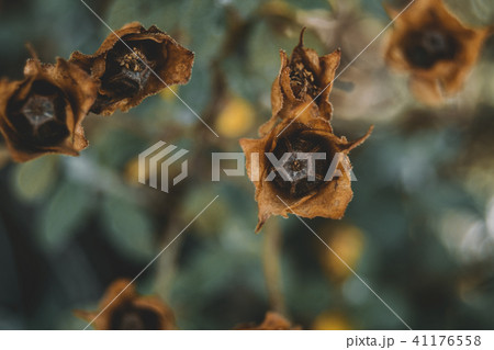 piece of wilted flower piece of wilted flower 41176558