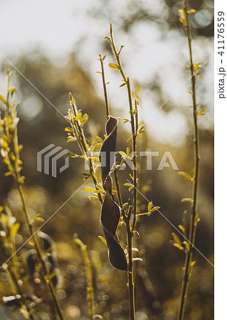 leaves and fruit of cistus outdoors 41176559